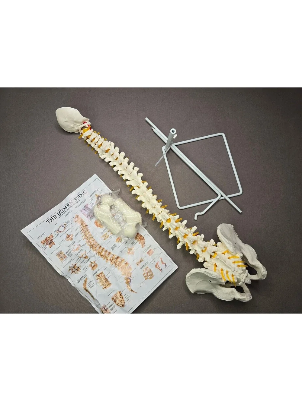 Life Size Flexible Human Spine Anatomical Model w/Stand Poster Open Box Complete